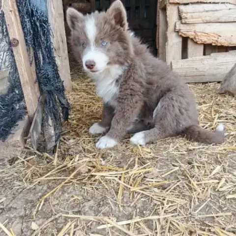 4 Chiot Pomsky