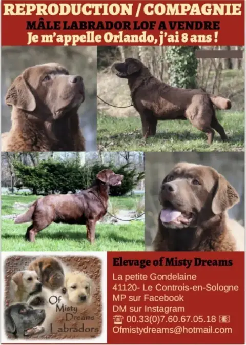 Labrador Retriever  Chiot N°4 Du Moulin De Madjurie 7a41e photo 2