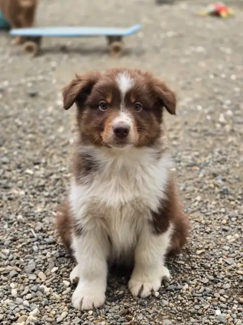 Berger Australien  Chiot N°3 Du Chemin D'Ava
