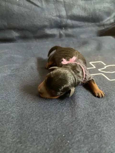 Pinscher Nain  Chiot N°4 Collier Violet Du Hameau Des 0e9bf photo 2
