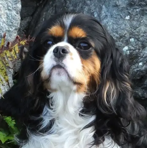 Cavalier King Charles Spaniel  B1 Du Domaine Des Quat 40e7f photo 2