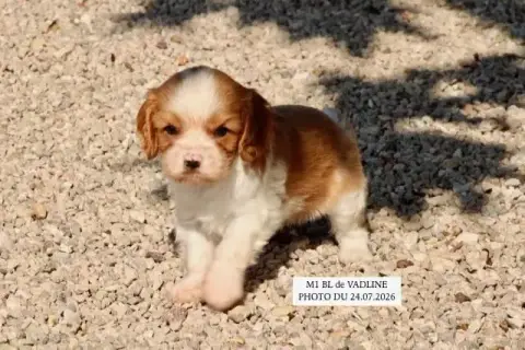 Cavalier King Charles Spaniel 
                       7e8a3 photo 2