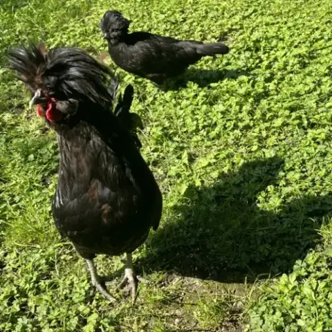 Poules Padoue