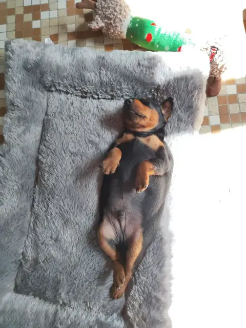 Pinscher Nain  Billy Beau Gosse Des Pinschouns Du Pou 82f61 photo 3