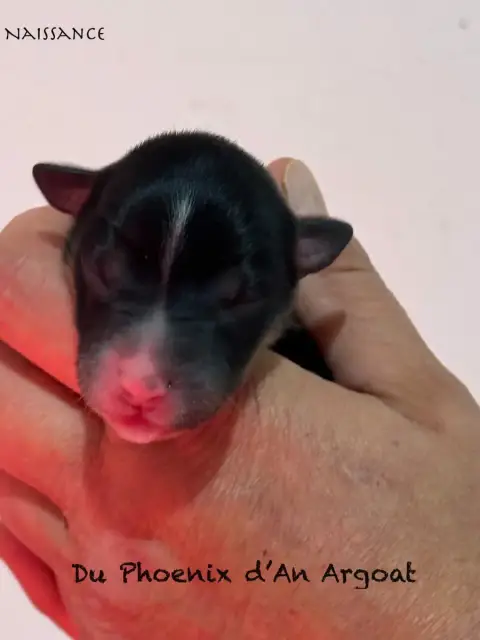 Berger Australien  Chiot 1 Du Phoenix D'An Argoat photo 2