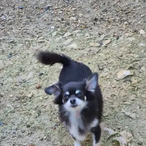 Femelle Chihuahua Adulte