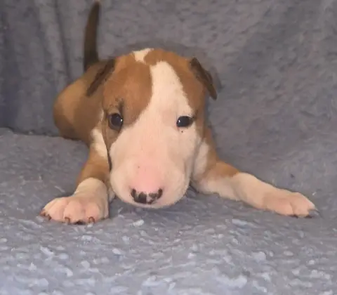 Bull Terrier  Chiot 5 By The Wall photo 3