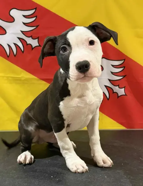American Staffordshire Terrier  Al Pacino Des Dieux D a609e