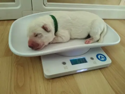 Berger Blanc Suisse  Chiot N°4 De L'Ange Gardien De F 0e312