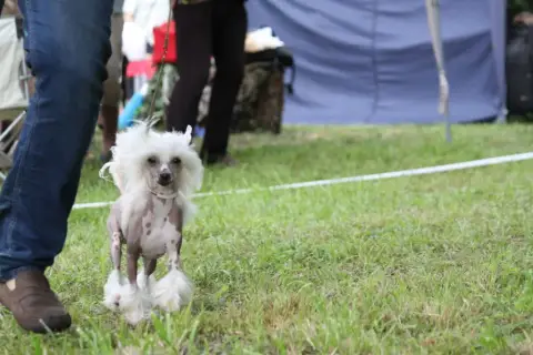 Chien Chinois À Crête  Barb'Amour Des Crêtes Du Sauss c6abd photo 3