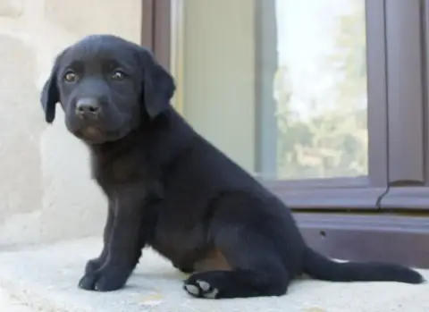 Labrador Retriever  Mn8 Des Assards De Pierregourde b8b5c photo 2