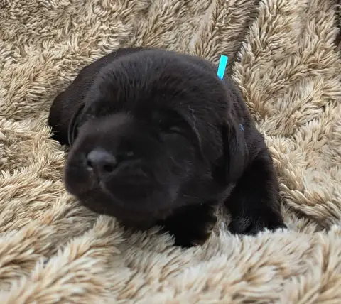 Labrador Retriever  Benny (Ruban Bleu) Of Mayajoe'S D fe5a8