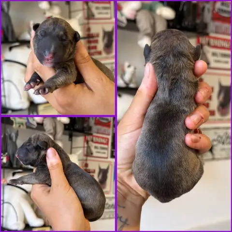 Bull Terrier Miniature