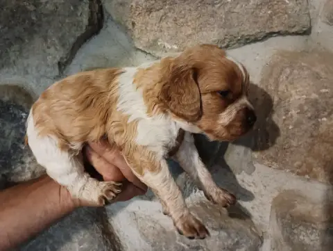 Epagneul Breton  Chiot N°9 Des Terres Aniciennes