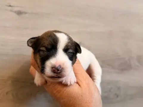 Jack Russell Terrier