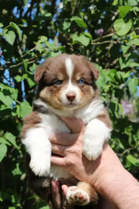 Berger Australien  Chiot N°5 De Windy'Stia photo 2