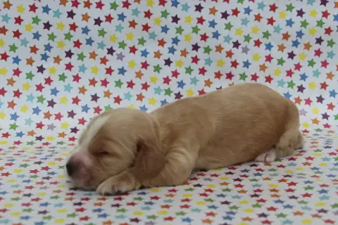Cocker Spaniel Anglais  Femelle Fauve Clair Of Canila 3957b