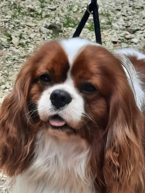 Cavalier King Charles Spaniel  Chiot 2 D'Ysatis photo 3