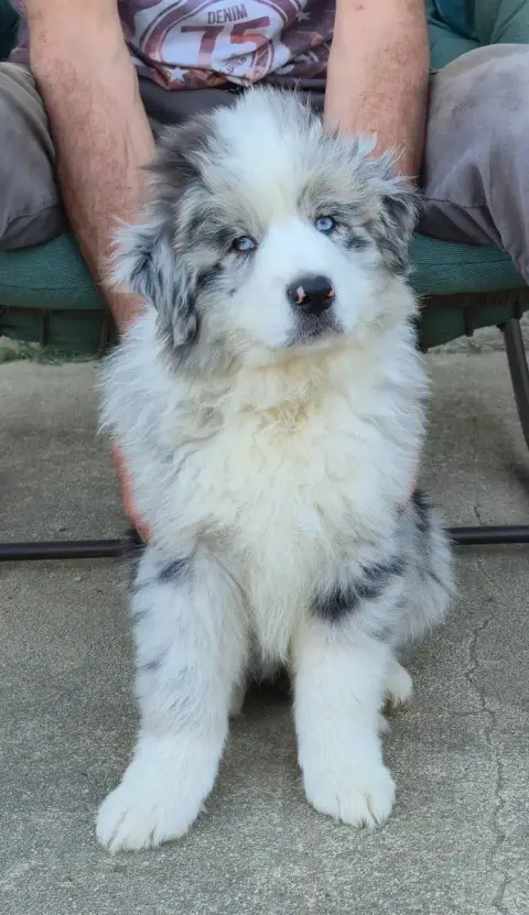 Berger Australien  Chiot N°5 Des Plaines D'Alexoanne 40483 photo 3