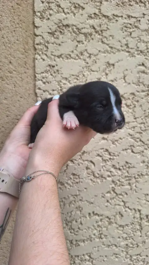 Staffordshire Bull Terrier 
                        C c77e6