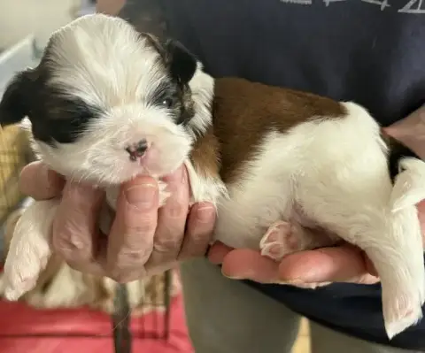 Shih Tzu  Biscotte