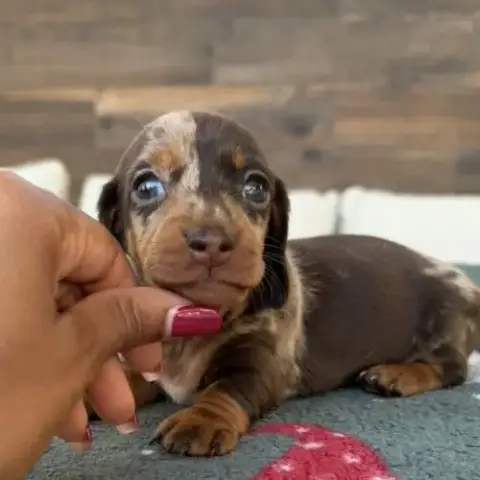 Magnifiques Chiots Femelles Teckel Nain/Kaninchen