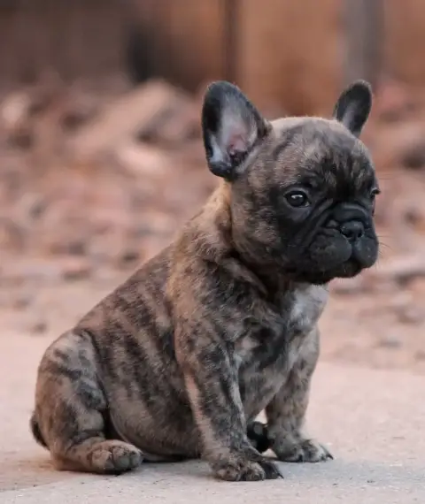 Bouledogue Français photo 2