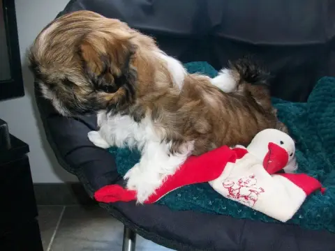 Shih Tzu  Britani Du Manoir Des Dieux Du Ciel photo 3