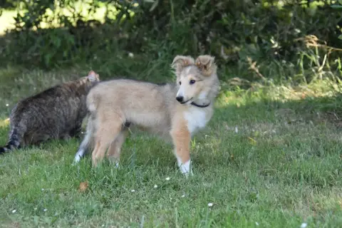 Shetland Sheepdog  Chiot 3 De La Terre De Neaure photo 2