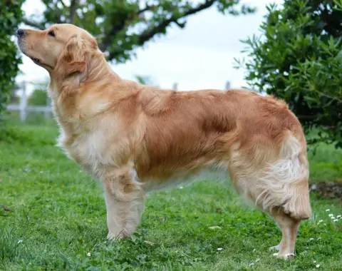 Golden Retriever  Baby Warrior Des Bois Ronflants photo 3