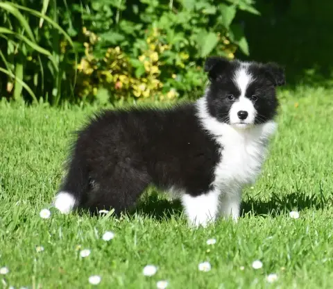 Border Collie  Fille 1 Of Pacific Spirit photo 2
