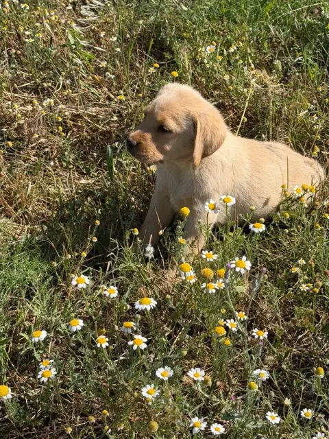 Labrador Retriever  Chiot N°2 Du Clos Du Barrian photo 3