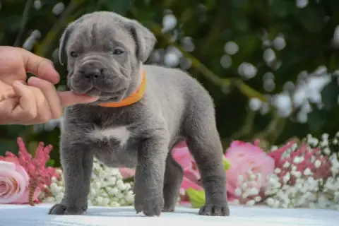 Cane Corso 
                        Collier Orange I  3aa9a photo 3