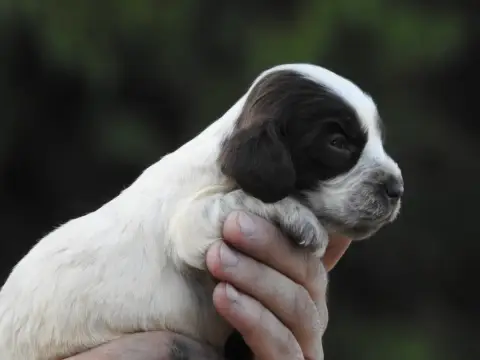 Cocker Spaniel Anglais 
                        Chiot d8fec photo 2