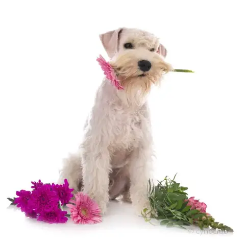 Schnauzer Miniature  Chiot 5 De Tierra Lemi photo 2