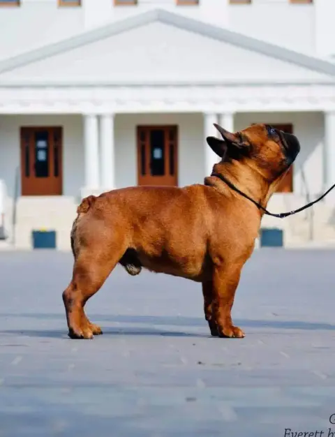 Bouledogue Français  Collier Bleu Of The Peaky'S Fren 8a768 photo 2