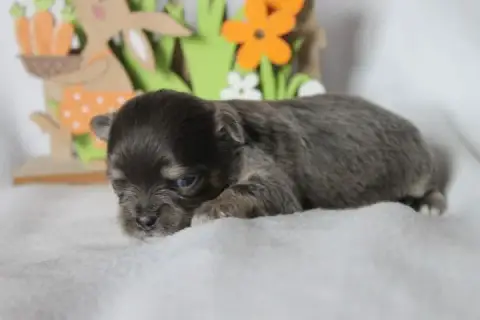 Chihuahua  Chiot N°1 Des Joyaux De La Sambre
