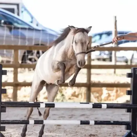 Cheval Miniature