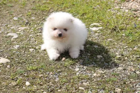 Spitz Allemand  Bugatti Des Dragons Maya
