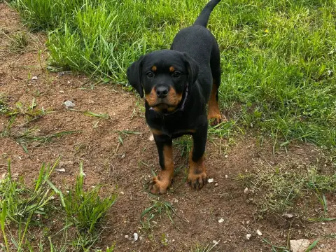 Rottweiler  Baya Du Valhalla Des Anges Noirs photo 2