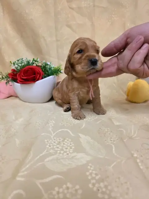 Cocker Spaniel Anglais 
                        B.... f87d8 photo 2