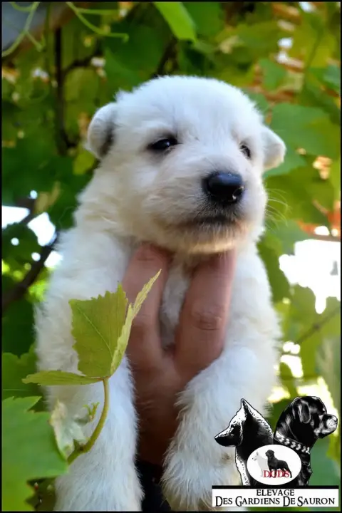 Berger Blanc Suisse photo 2