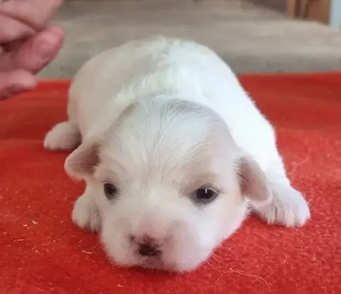 Coton De Tulear  Chiot N°3 Des Hirondelles Du Voyage d2184 photo 3
