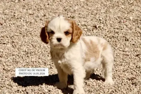 Cavalier King Charles Spaniel  Vroum M2 De La Bastide e4567