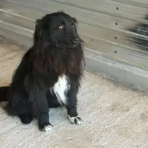 Luna Rêve D'Un Foyer Qui L'Aime
