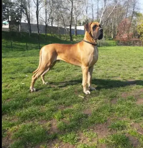 Dogue Allemand  Bambi Des Zamours De Caux photo 3