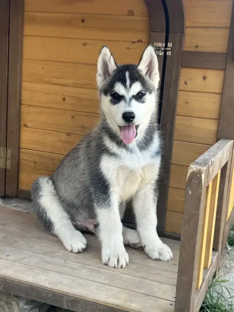 Siberian Husky  Blood Wolf Hvitserk Of Seven’S Legacy f0456