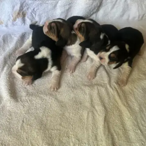 Chiots Beagle Lof À Réserver