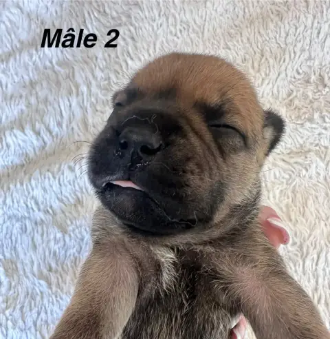 Staffordshire Bull Terrier  Chiot N°2 Du Royaume De B a19a8 photo 2