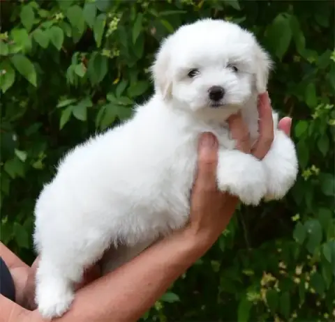 Coton De Tulear  Chiot N°3 De Dame Nature photo 2